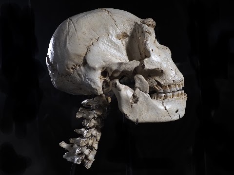 Museo de la Evolución Humana (MEH), museo en Burgos