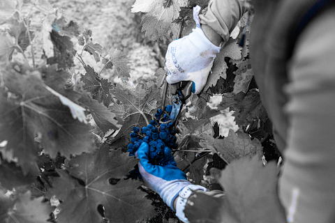 Bodegas Vergara Verde - Bodegas en Cenicero - Visita Bodega, lugar de interés en Cenicero